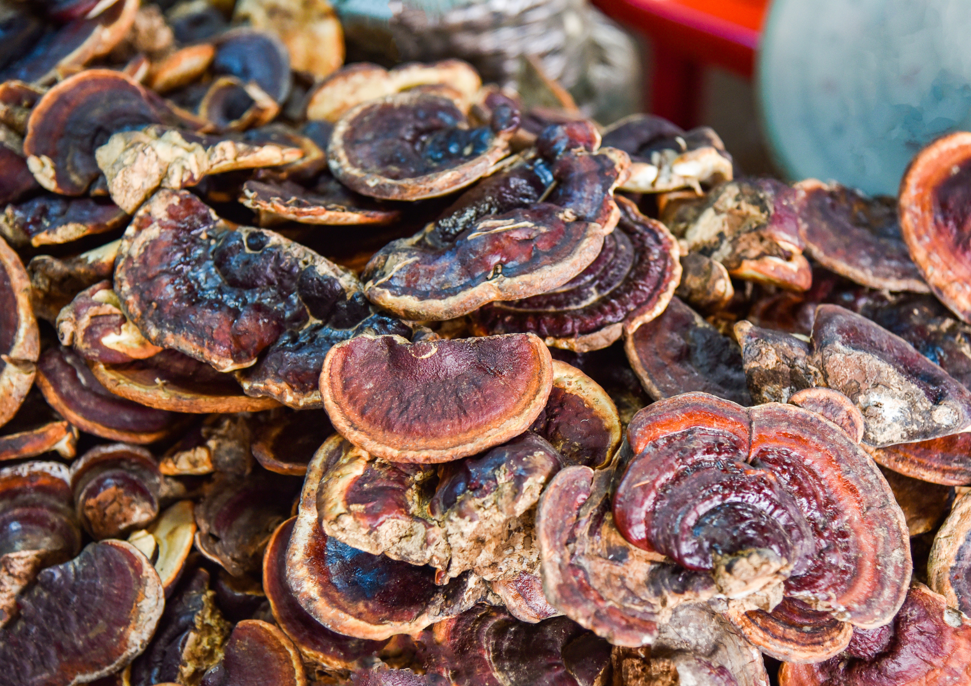 Longevity Mushroom - Reishi Mushroom