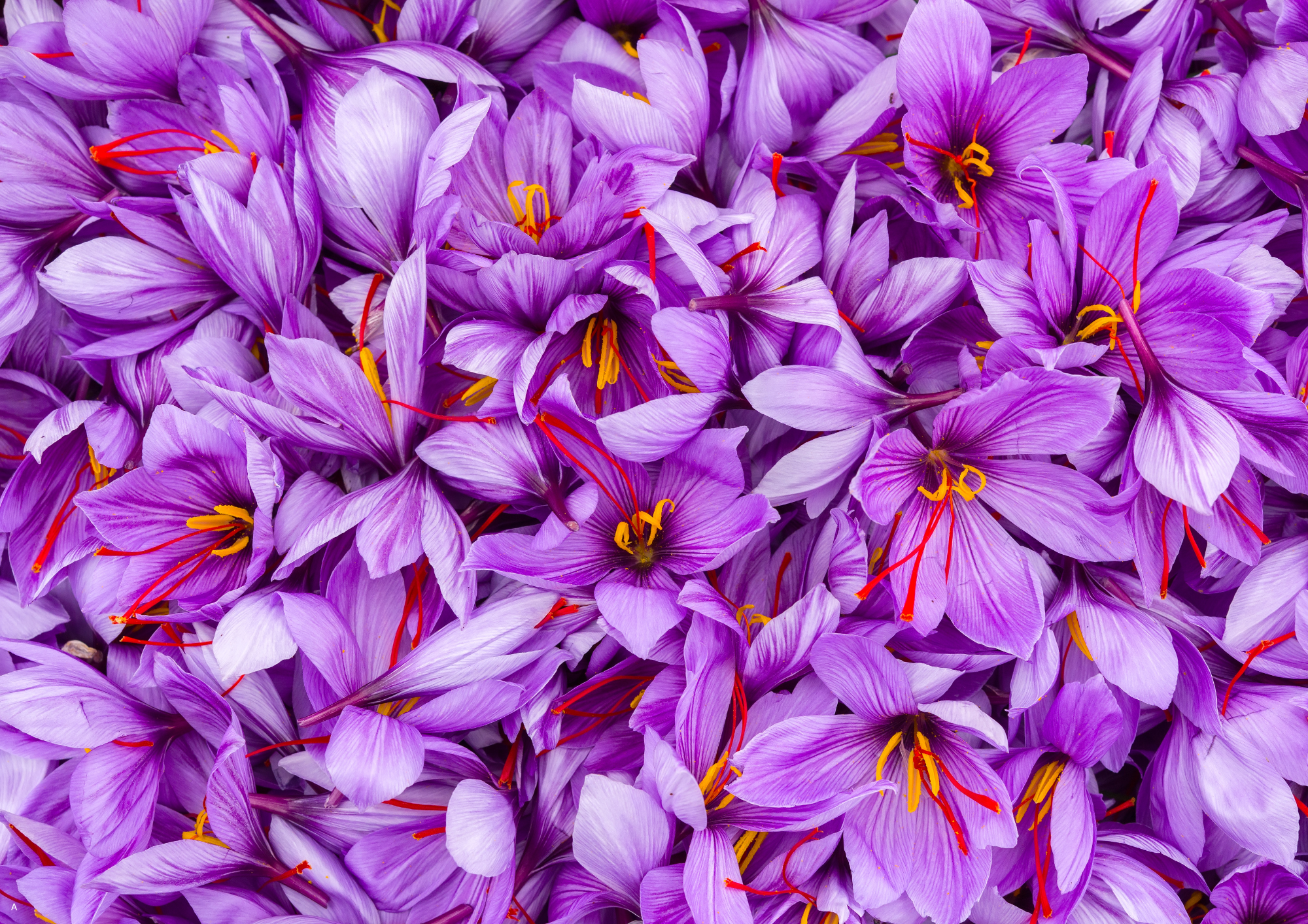 Saffron for Mood, Stress and Emotional Wellness: A Research-Based Guide